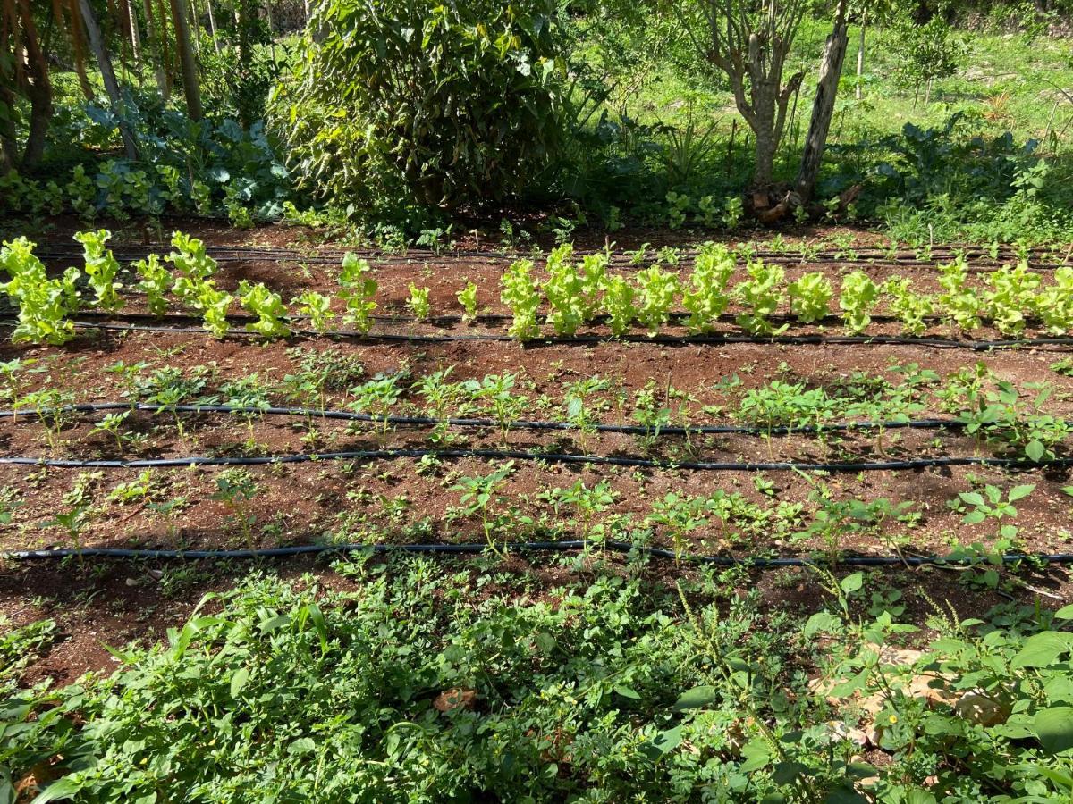 Encantadora Villa Maya Tradicional En Rancho Agroecologico Tzucaceb 外观 照片