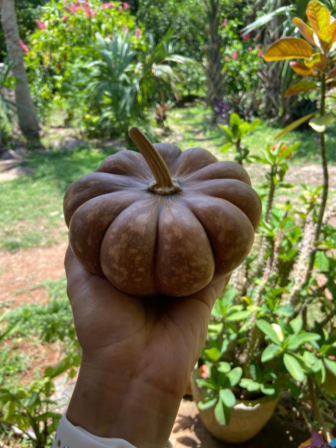 Encantadora Villa Maya Tradicional En Rancho Agroecologico Tzucaceb 外观 照片